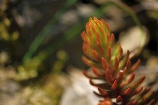 色彩艳丽的多肉植物