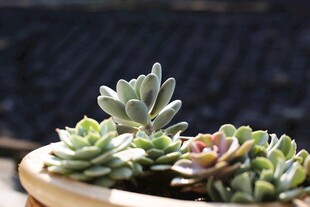 精致多肉盆栽