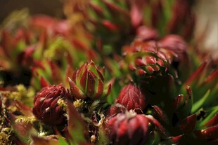 多彩多肉植物特写