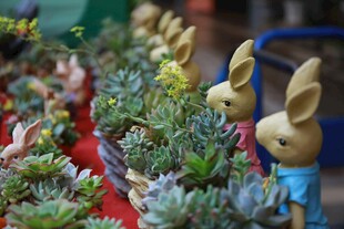 可爱兔摆件搭配绿植景观