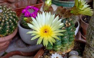 多彩仙人球绽放美丽花朵