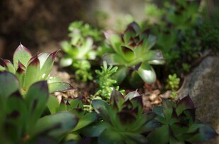 阳光下的嫩绿多肉植物