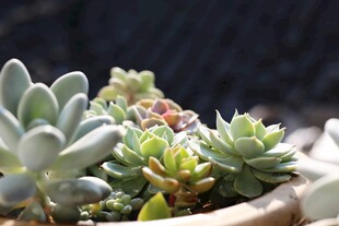 可爱多肉植物盆栽