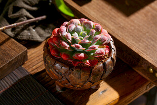 多彩多肉植物置于古朴容器中