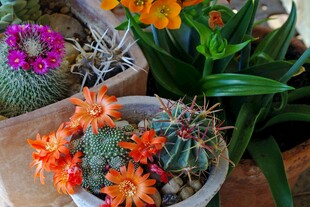 多彩仙人掌盆栽组合