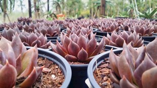 多肉植物盆栽展示