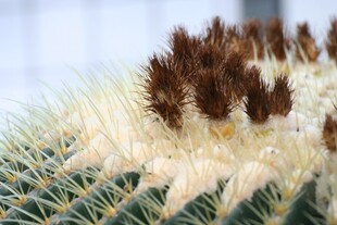 带刺的仙人掌特写