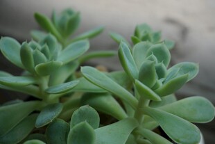 清新多肉植物特写