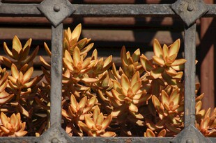 铁栏间的金黄叶片