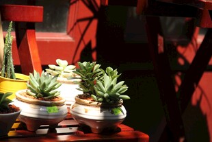 精致多肉盆栽摆放展示