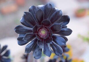 深紫色菊花特写