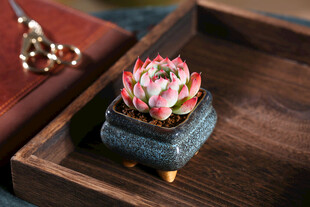 精致多肉盆栽置于木托盘