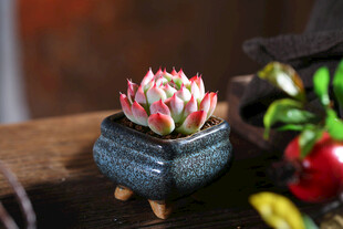 精致多肉盆栽摆饰