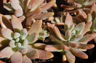 粉嫩多肉植物特写