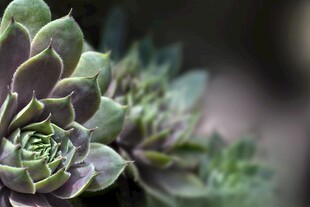 多肉植物特写