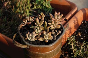 精致盆栽中的多肉植物