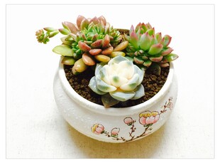 精致多肉盆栽