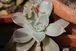 清新多肉植物特写