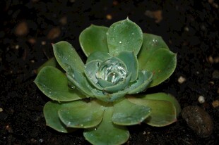 翠绿多肉植物特写