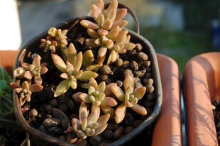 小巧可爱的多肉盆栽