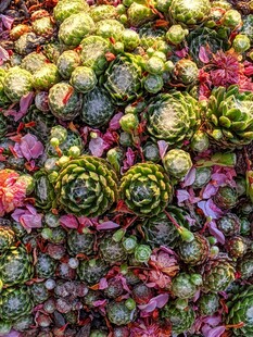 多彩多肉植物密集景观
