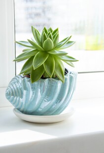 贝壳花盆中的翠绿多肉