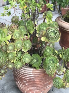 古朴花盆中的群生多肉植物