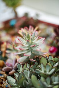 多彩多肉植物特写