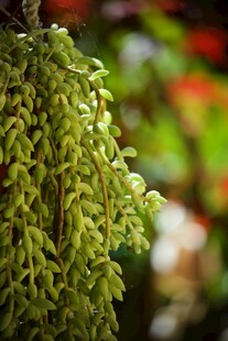 垂挂的绿色植物花朵