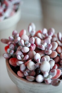 彩色豆子盛于白色容器中