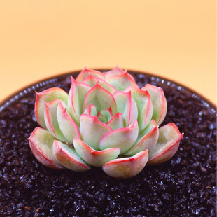 粉嫩多肉植物盆栽
