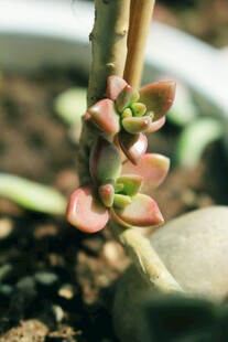 多肉植物的新生嫩芽