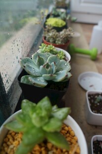 窗边多肉植物小景