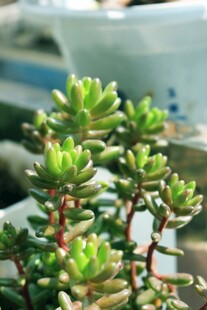 翠绿多肉植物特写