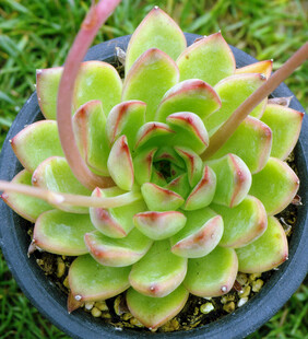 可爱多肉植物盆栽