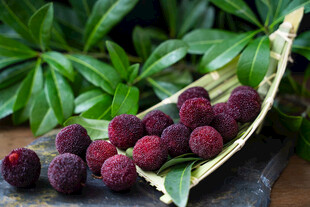 新鲜诱人的红杨梅果实