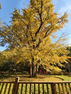 银杏树