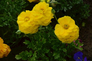 花毛茛  