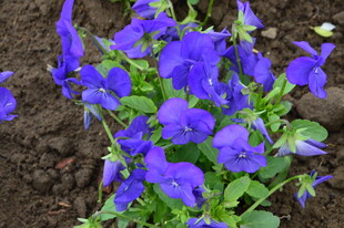 角堇  