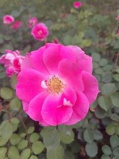月季花绽放