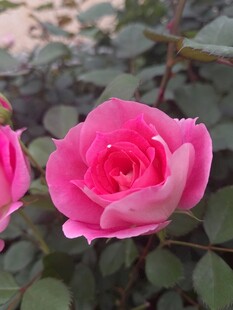 月季花绽放