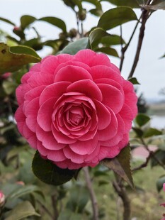 粉红色山茶花