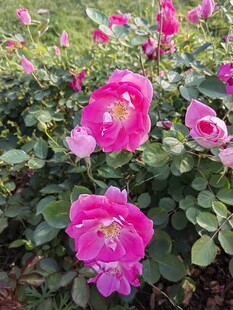 月季花