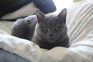 蓝猫
