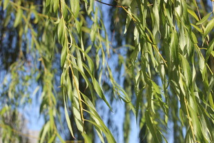 垂柳枝叶细节