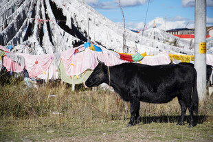 草原牦牛与五彩经幡