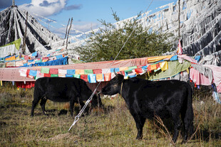 草原上的牦牛与经幡