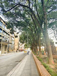 城市林荫道