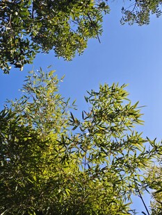 仰望蓝天与繁茂绿树