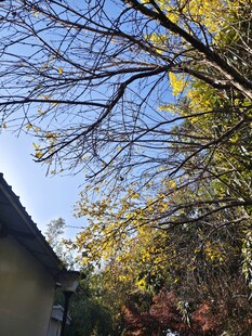 秋日光秃树枝
